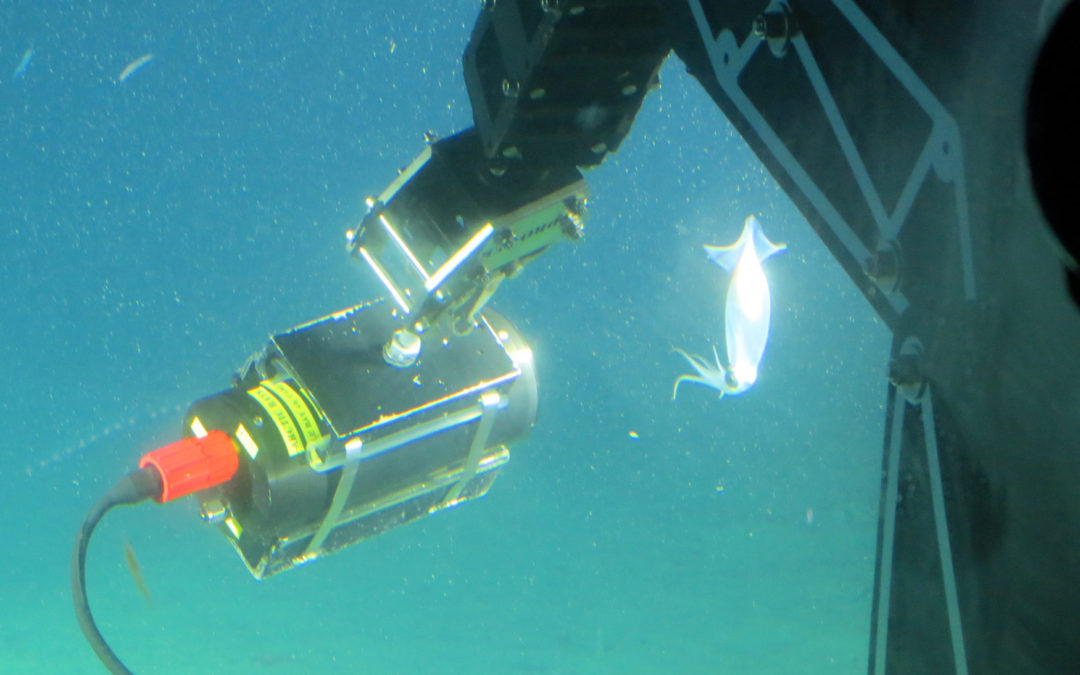 Micro Studio Camera 4K Captures Underwater Footage for BBC and NHK as Part of EagleRay 4K